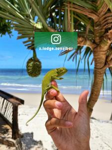 a person holding a lizard in front of a beach at Z-Lodge Zanzibar in Kiwengwa