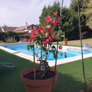 una pianta in un vaso accanto a una piscina di o tour de l'eau ad Aubevoye