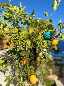 un albero di limoni con un uccello blu sopra di Mavilimon a Sarıbelen