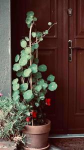 roślina w garnku przed drzwiami w obiekcie Oak House Nowy Dworek w Świebodzinie