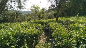a dirt path through a field of plants at green valley home stay vagamon in Vagamon +21 photos