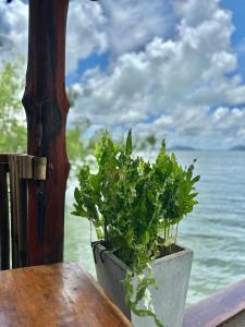 a potted plant sitting on a table near the water at Lanta Sabai Day House in Ko Lanta