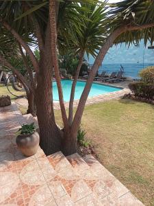 uma palmeira sentada ao lado de uma piscina em Petra Lodge em Edenvale