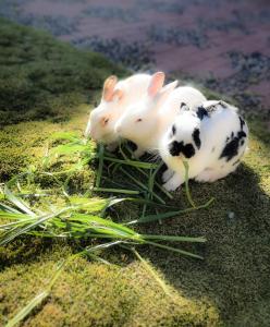two white rabbits are laying on the grass at Hotel Utama in Copacabana