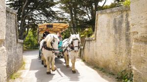 two white horses pulling a carriage down a street at VVF Île de Ré Sainte-Marie-de-Ré in Sainte-Marie-de-Ré