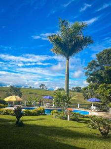 a palm tree next to a swimming pool at finca hotel palmas frente a panaca in Quimbaya