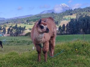 a brown cow standing in a field with a hose at Cuscungo Cotopaxi Hostel & Lodge in Chasqui