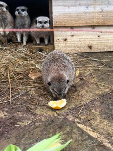 um grupo de animais que come um pedaço de fruta em Four seasons small holding em Hereford