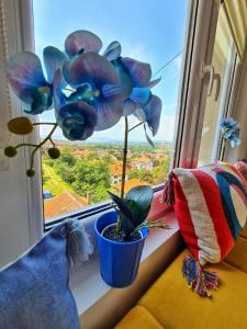 Posezení v ubytování Apartman Berlin Sokobanja