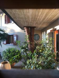 un gruppo di piante di fronte ad un albero di Beau Rivage - Suite Apartment in villa a SantʼArcangelo di Romagna