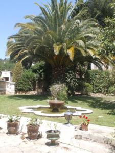 a palm tree in a yard with a fountain at Studio dans villa proche de la plage in Sète