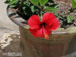 a red flower in a pot with a plant at Studio dans villa proche de la plage in Sète