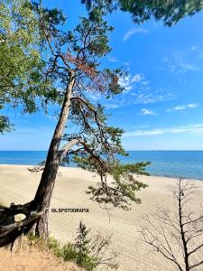 un árbol en una playa con el océano en el fondo en Luff Gdynia Morska, en Gdynia