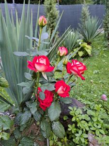 un gruppo di rose rosse in un giardino di MFN - Šator 1 a Visoko