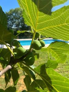 ein Ast eines Baumes mit grüner Frucht darauf in der Unterkunft Au Grand Bonheur - Gîte Padirac - Rocamadour in Miers