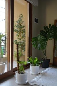 a group of potted plants sitting in front of a mirror at Inti. in Saladillo +19 photos