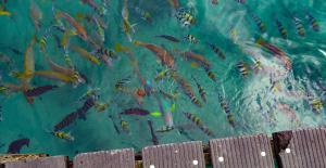 Ein Haufen Fische in einem Pool voller Wasser. in der Unterkunft BIG4 Lucinda Wanderers Holiday Park in Lucinda