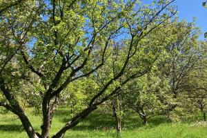 een groep bomen in een veld met groen gras bij Собственный дом в фруктовом саду 