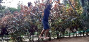 a man standing on a fence in front of a tree at Hazyview Adventure Backpackers in Hazyview