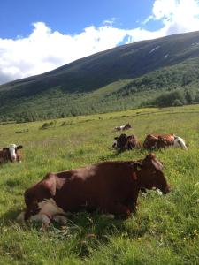 un groupe de vaches pondant dans un champ herbeux dans l'établissement Mountain cabin Skoldungbu, à Vang I Valdres