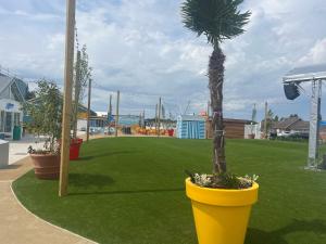 a palm tree in a yellow pot on a lawn at Skegness Holidays at Haven in Skegness