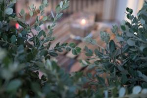 a green plant in front of a table at Oktò apartments Milazzo in Milazzo