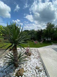 un palmier installé dans un jardin de rochers dans l'établissement River Heaven Eda, à Bosanska Krupa
