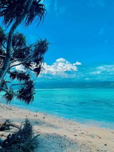 a beach with a palm tree and the ocean w obiekcie NEW CORALs w Gili Trawangan