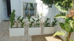 een groep planten in witte potten op een muur bij Cosy House La Marsa in La Marsa