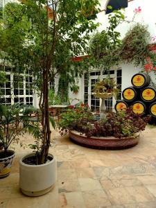 un grupo de árboles y plantas en un patio en Hostal Restaurante El Lirio en Bollullos par del Condado