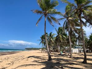 un groupe de palmiers sur la plage dans l'établissement VILLA GRANDEZZA, à Punta Cana