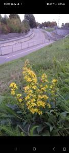 a bunch of yellow flowers on the side of a road at Vivans Bed and Self catering in Kristianstad