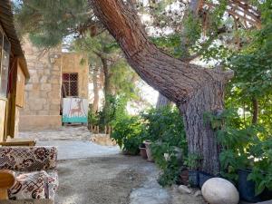 un gran árbol frente a una casa en Dana Moon Hostel, en Dana