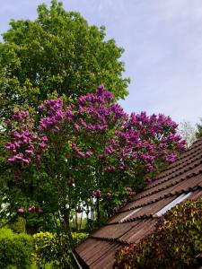 un árbol con flores púrpuras en la parte superior de un techo en Naturparadies in Aurich, en Aurich