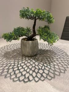 ein Bonsai-Baum auf einem Tisch in der Unterkunft Pension MonaLisa in Bernkastel-Kues
