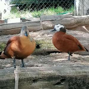 two birds standing next to each other on a log at Agriturismo Andreis Alloggi in Illasi