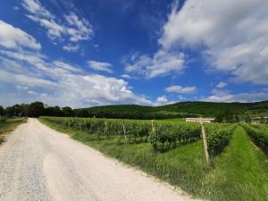 a dirt road next to a field of vines at Agriturismo Andreis Alloggi in Illasi