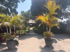 two palm trees in large pots in a yard at Dinner Bell Lodge in Kitwe