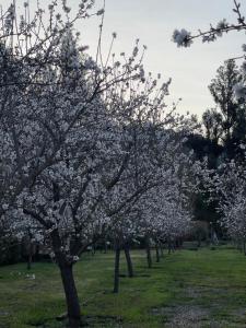 Gallery image of Descanso al Viejo Estilo in Isla de Maipo