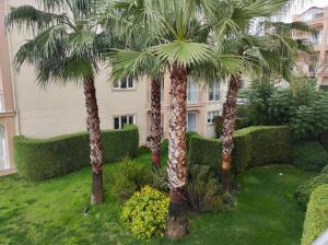 three palm trees in a yard in front of a building at Bu Daire Kalıcı olarak Sistemden cikmistir in Kuşadası