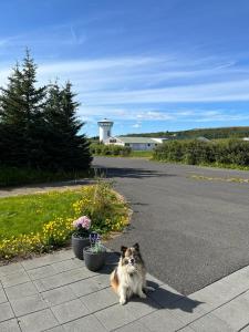 un perro sentado en medio de una calle en Laugavellir Tower Suite, en Kleppjárnsreykir