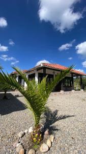 eine Palme vor einem Gebäude in der Unterkunft Cabañas Campestres MaRGuin in Paipa