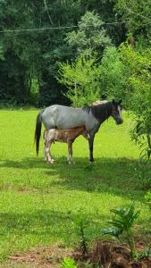 a horse and a baby horse standing in a field at Estancia La Paulina!!! 1 hora de las Cataratas!!! in Eldorado