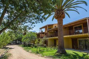 una palmera frente a un edificio en Casa Vecchia rooms + apartments en Calvi