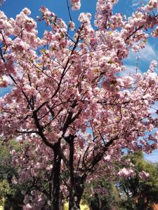 uma cerejeira com flores cor-de-rosa em Nueve Lunas em Temuco