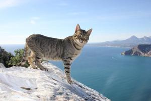 a cat standing on top of a rock near the water at Villa Inia - PlusHolidays in Calpe