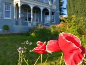 two red flowers in front of a house at Northampton House in Llanwrtyd Wells