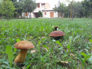 deux champignons dans un champ avec un chat en arrière-plan dans l'établissement Villa Valeria, à Divšići