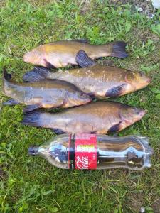 three fish are laying on the grass with a bottle at A&G SODYBA CAMP žvejų kampelis in Plungė