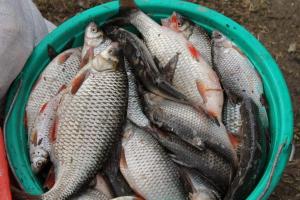 kosz pełen ryb siedzących na ziemi w obiekcie A&G SODYBA CAMP žvejų kampelis w mieście Płungiany